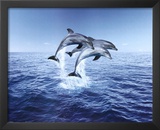 Dolphin Trio Prints