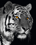 Siberian Tiger Posters Siberian Tiger Posters