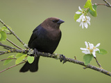 Brown-Headed Cowbird (Molothrus Ater) Perched on a Branch in Victoria, British Columbia, Canada Photographic Print by Glenn Bartley