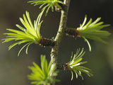 European Larch (Larix Decidua) Young Fresh Needles in Spring, Scotland Photographic Print by Gary Cook