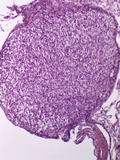 Cross-Section of a Mammal (Rat) Pineal Gland, LM X100 Photographic Print by Robert Calentine