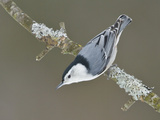 White-Breasted Nuthatch (Sitta Carolinensis) Perched on a Branch, Ottawa, Ontario, Canada Photographic Print by Glenn Bartley