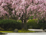 Pendula' Weeping Cherry (Prunus Subhirtella), Portland Japanese Garden, Portland, Oregon, USA Photographic Print by David Cobb