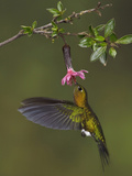Golden-Breasted Puffleg (Eriocnemis Mosquera) Hovering and Feeding at a Red, Tubular Flower Photographic Print by Glenn Bartley