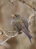 Blue-Mantled Thornbill (Chalcostigma Stanleyi) Perched on a Branch in Cajas National Park Photographic Print by Glenn Bartley