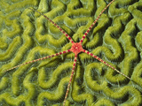 Ruby Brittle Star on Coral (Ophiocoma Echinata), Cayman Islands Photographic Print by Hal Beral