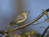 Warbling Vireo (Vireo Gilvus) Perched on a Branch, Ontario, Canada Photographie par Glenn Bartley