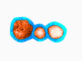 The Corona Virus Is Cause of the Common Cold a Specific Corona Virus Photographic Print by Hans Ackermann
