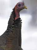 Wild Turkey (Meleagris Gallopavo), Ontario, Canada Photographic Print by Glenn Bartley