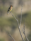 Cedar Waxwing (Bombycilla Cedrorum) Perched on a Branch in Toronto, Ontario, Canada Photographic Print by Glenn Bartley