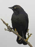 Brewer's Blackbird (Euphagus Cyanocephalus), Victoria, British Columbia, Canada Photographic Print by Glenn Bartley