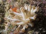 Nudibranch (Phyllodesmium Rudmani), Lembeh Straits, Indonesia Photographic Print by Hal Beral