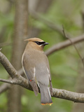 Cedar Waxwing (Bombycilla Cedrorum) Perched on a Branch, Ontario, Canada Photographic Print by Glenn Bartley