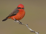 Vermillion Flycatcher (Pyrocephalus Rubinus) Perched on a Branch, Texas, USA Photographie par Glenn Bartley