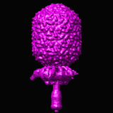 This Is the Three-Dimensional Reconstruction of Bacteriophage 29, Double-Stranded DNA Virus Photographic Print by Timothy Baker