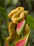Eyelash Pit Viper (Bothriechis Schlegelii) in Misty Cloud Forest, Costa Rica Photographic Print by Gregory Basco