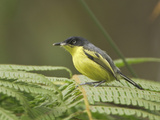 Common Tody-Flycatcher (Todirostrum Cinereum) Perched on a Leaf, Wildsumaco Reserve, Ecuador Photographie par Glenn Bartley