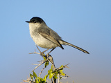 Black-Tailed Gnatcatcher (Polioptila Melanura), Big Bend National Park, Texas, USA Photographic Print by John Abbott