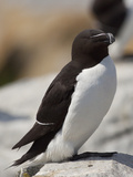 Razorbill (Alca Torda), Maine, USA Photographie par John Abbott