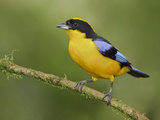 Blue-Winged Mountain-Tanager (Anisognathus Somptuosus) Perched on a Branch Photographie par Glenn Bartley