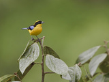 Blue-Winged Mountain-Tanager (Anisognathus Somptuosus) Perched on a Branch Photographie par Glenn Bartley