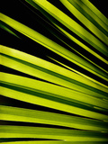 Leaf of Panama Hat Palm (Carludovica), Costa Rica Photographie par Gregory Basco
