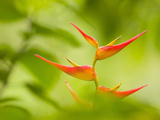 Heliconia Flowers in Rainforest, Costa Rica Lámina fotográfica por Gregory Basco