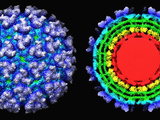Interior and Exterior Views of the Three-Dimensional Reconstruction of Sindbis Virus Photographic Print by Timothy Baker