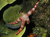 Sea Star (Gomophia Gomophia), Papua New Guinea Photographic Print by Hal Beral