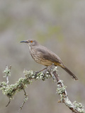Curve-Billed Thrasher (Toxostoma Curvirostre) on a Branch in South Texas, USA Photographie par Glenn Bartley