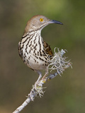 Long-Billed Thrasher (Toxostoma Longirostre) Perched on a Branch, South Texas, USA Photographie par Glenn Bartley
