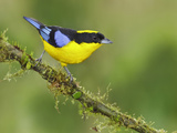 Blue-Winged Mountain-Tanager (Anisognathus Somptuosus) Perched on a Branch Photographie par Glenn Bartley