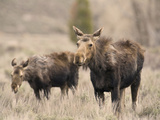 Moose Adult and Calf (Alces Alces), Grand Teton National Park, Wyoming, USA Photographic Print by David Cobb