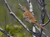 Brown Thrasher (Toxostoma Rufum) Perched on a Branch, Toronto, Ontario, Canada Photographie par Glenn Bartley