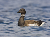 Brant Goose (Branta Bernicla) Near the Coast in Victoria, British Columbia, Canada Photographic Print by Glenn Bartley