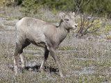 Bighorn Sheep Lamb (Ovis Canadensis) Banff National Park, Alberta, Canada Photographic Print by Hal Beral