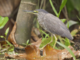 Striated Heron (Butorides Striatus) Perched, Napo River, Amazonian Ecuador Photographic Print by Glenn Bartley