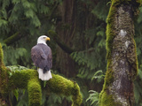 Bald Eagle (Haliaeetus Leucocephalus) Perched on a Branch, Victoria, BC, Canada Photographic Print by Glenn Bartley