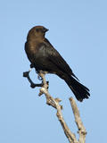 Brown-Headed Cowbird (Molothrus Ater) Male, Texas, USA Photographie par John Abbott