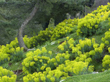 Euphorbia Flowers Growing on the Hillside Photographic Print by David Cobb