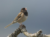 A Dark-Eyed Junco (Junco Hyemalis) Singing on a Branch in Victoria, British Columbia, Canada Photographic Print by Glenn Bartley
