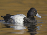 Lesser Scaup (Aythya Affinis) Swimming in a Lagoon in Victoria, British Columbia, Canada Photographic Print by Glenn Bartley