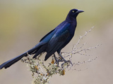 Great-Tailed Grackle (Quiscalus Mexicanus) Perched on a Branch in South Texas, USA Photographie par Glenn Bartley