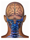 Biomedical Illustration of the Human Brain Superimposed on the Head and Skull Giclee Print by Scott Camazine