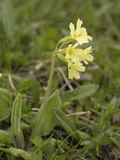 Oxlip (Primula Elatior) Wild Flowers, Hohe Tauern National Park, Austria Photographie par Gary Cook