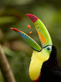 Keel-Billed Toucan Swallowing Pieces of Fruit in its Open Mouth (Ramphastos Sulfuratus), Costa Rica Photographic Print by Gregory Basco