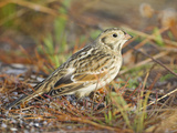 Lapland Longspur (Calcarius Lapponicus) in Victoria, British Columbia, Canada Photographic Print by Glenn Bartley
