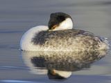 Western Grebe (Aechmophorus Occidentalis) Swimming in the Ocean, Victoria, British Columbia Photographie par Glenn Bartley