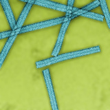 Negatively-Stained (Uranyl Acetate) Tobacco Mosaic Virus (TMV), TEM Photographic Print by Timothy Baker