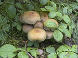 Mushrooms on the Forest Floor, Yoho National Park, British Columbia, Canada Photographic Print by Hal Beral